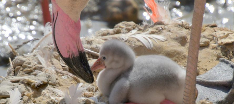 Babyboom: meer dan vijftig flamingo’s geboren in GaiaZoo
