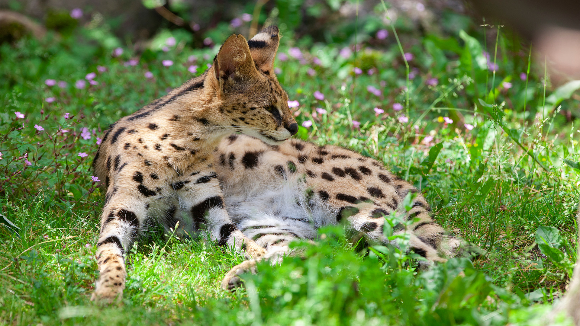 Ontsnapte serval in Heerlen-noord gevangen na verdoving door dierenarts
