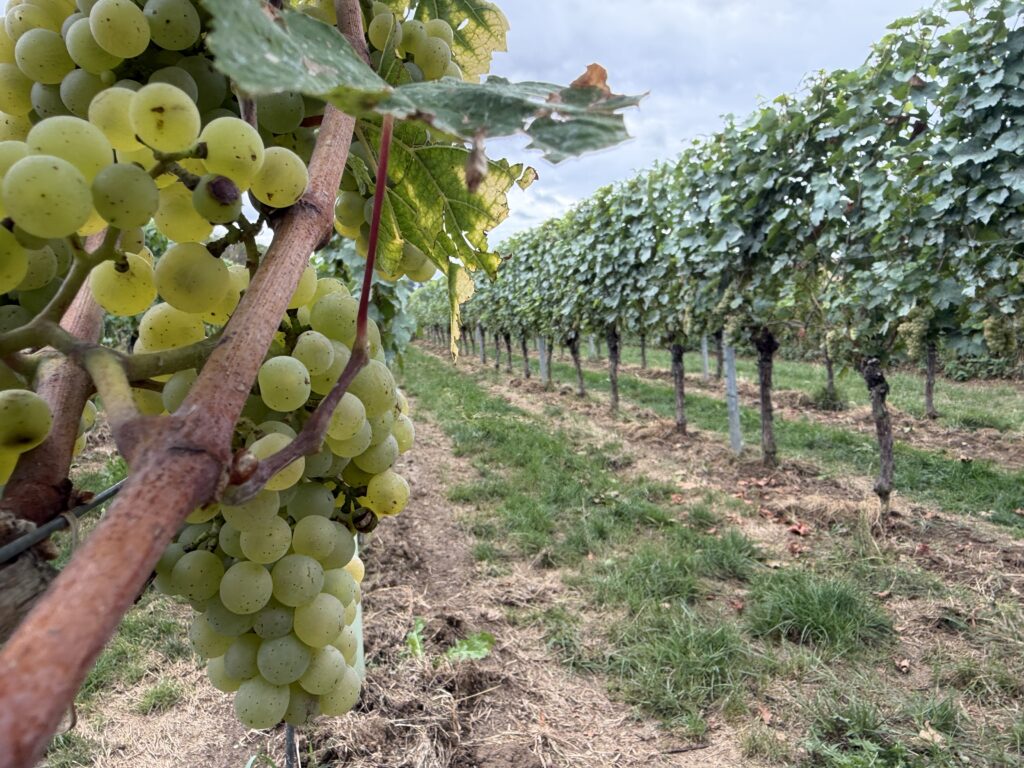 Wijnboer uit Voerendaal doet mee aan proef tegen Suzuki-fruitvlieg
